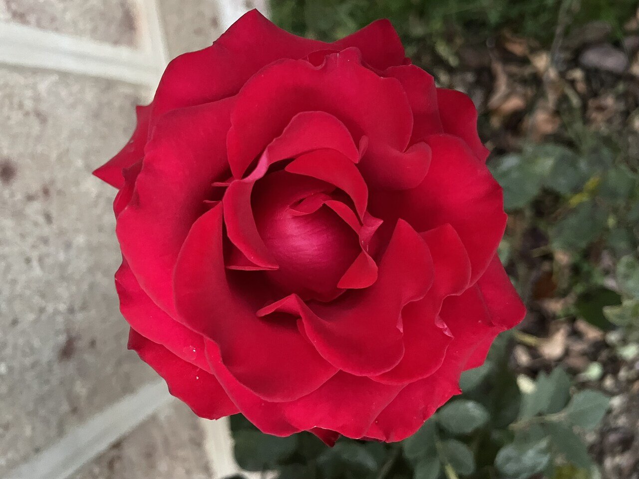 Château de la Rosemontoise - Votre Mariage - Rose